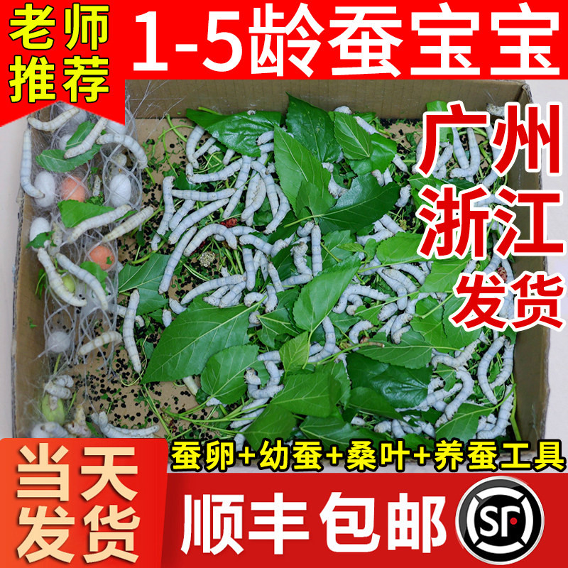 【顺丰当天发】蚕宝宝学生养蚕套装:开启你的小小科学家之旅!🐛 -蚕宝宝-淘宝百科网
