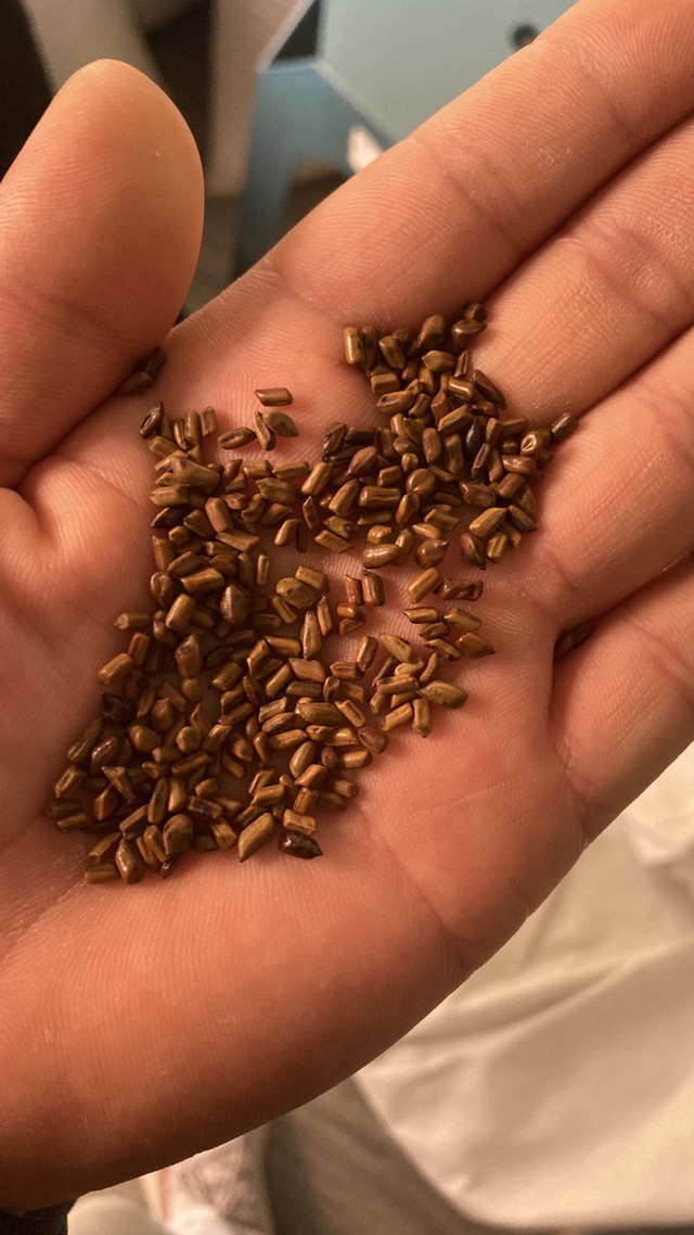 Semen Cassiae Tea Cassiae Cassiae Tea Fried Cooked Semen Cassiae Tea Canned Flowers And Herbs Decisive and Chrysanthemum Combinations