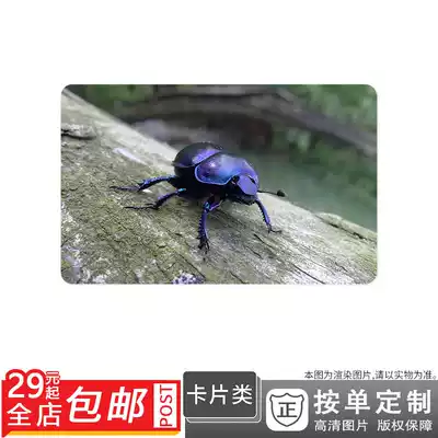 58922 Worm Natural Beetle Insect Picture Card Sticker Double-sided Card Single Card Sunscreen