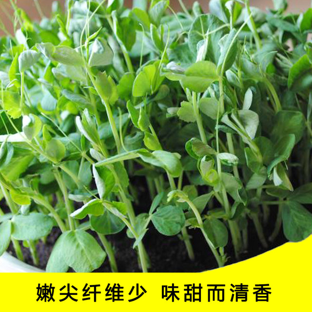 Pea bean seeds, bean seedlings, seed tips, vegetable sweet pea seeds, no need for Dutch potted vegetables, bowl bean seedlings