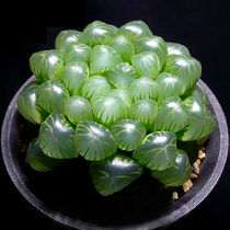 Yulu succulent plant twelve volumes belong to Ji Yulu Crystal Jade meat package combination potted office potted