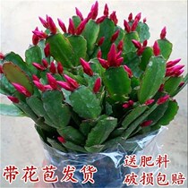 Crab claw flower seedlings flowers potted succulents Green plant Crab claw lotus plant cactus grafted potted chlorophyll flower