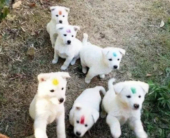 爲分辨清楚每隻狗 鏟屎官在額頭塗上顏色 淘寶海外