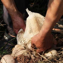 Long skirt bamboo fungus dry goods 250g Sichuan specialty Yibin Changning bamboo fungus imitation wild natural sulfur-free soup ingredients