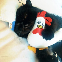 Cat Hug Pillow Meow MARTIAN PET SUPPLIES CUTE ANIMAL PAPARAZZI TEASE CAT PLUSH TOY BIG NUMBER OWL WITH CAT MINT