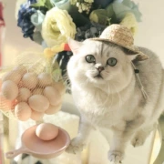 Mèo mô phỏng đồ chơi trứng Thay đổi thứ hai vườn nhỏ nông dân Mèo và chó tương tác bóng vui mèo đồ chơi đơn bán