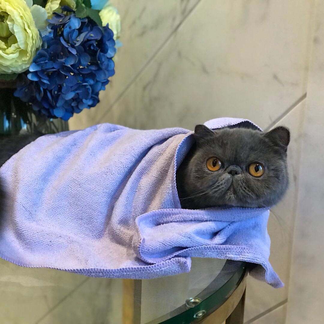 Fine Fiber Towel Large Size Fine Clothing Pet Bath Towels Water Suction Fast Dry Towels Shower Clean Dog Towel