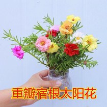 Sun flower Miao with root retals large flower extra-large branches Heat resistant plants New products Summer and autumn flowering courtyard Balcony Flowers