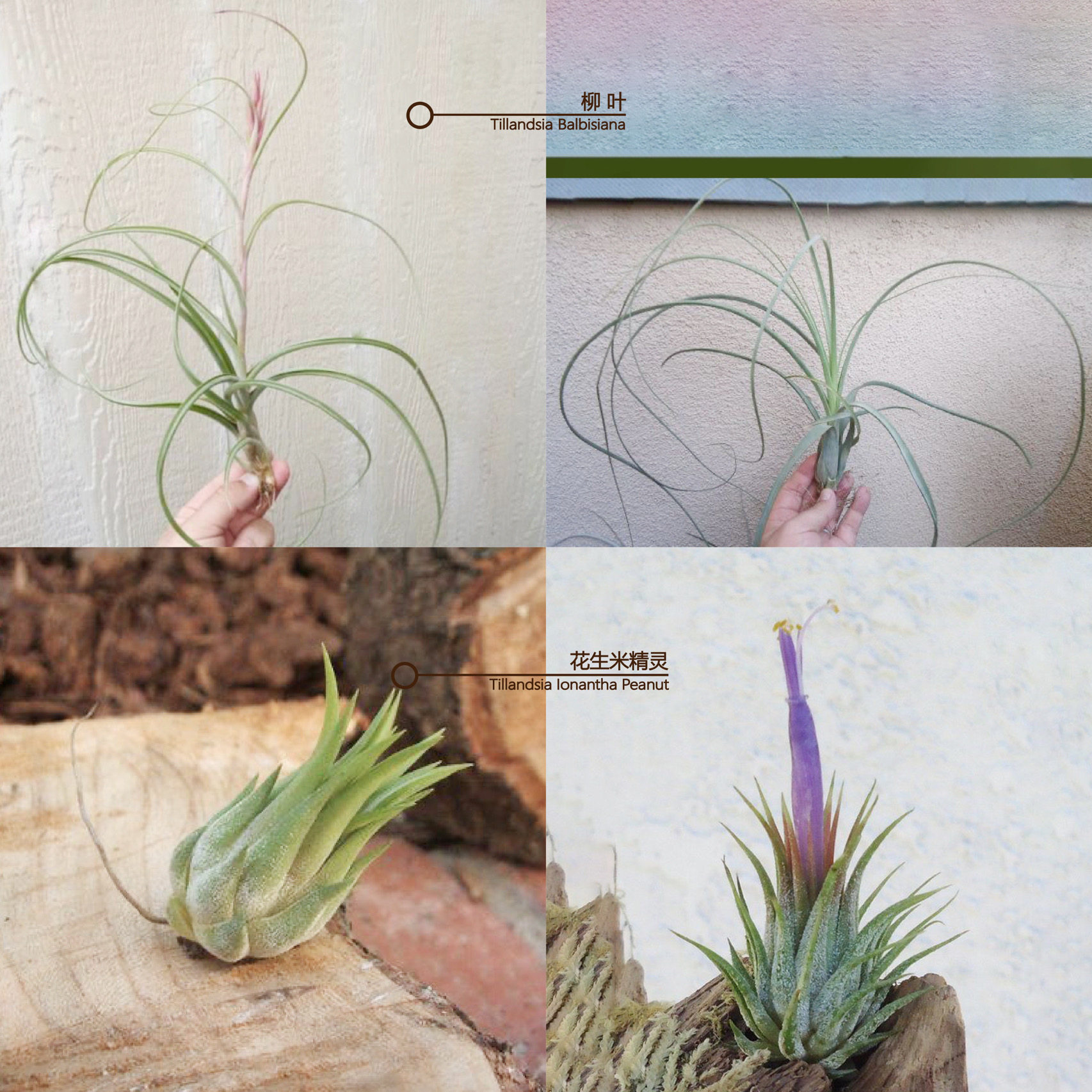 不梨不弃空气凤梨 迷你品种 微景观无土植物盆景造景花卉盆栽绿植-阿里巴巴