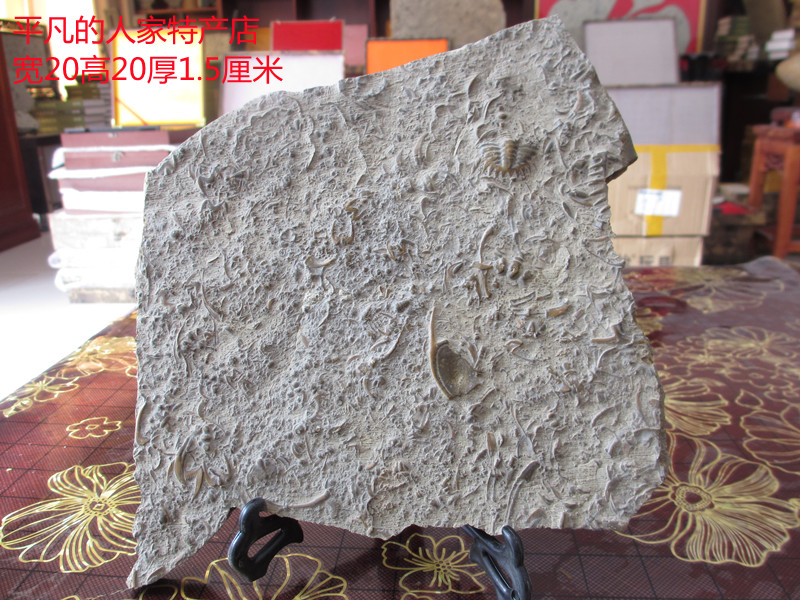 Laiwu specialty swallow stone rough stone trilobite fossils Paleontological fossils Gift collection specimen ornaments