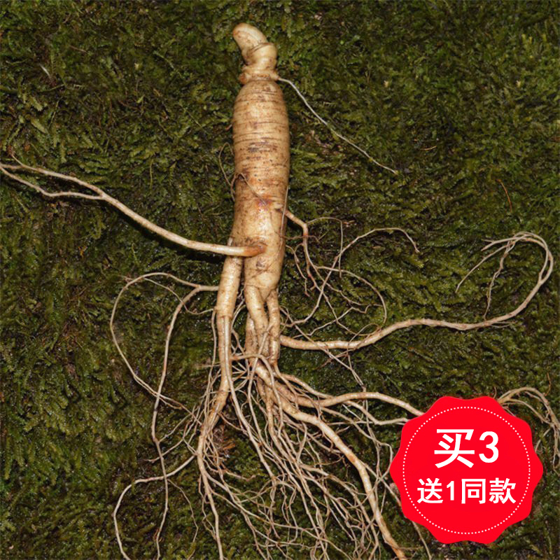 Fresh ginseng Changbaishan 21-year-old newly dug soil, wine, soup, water, fresh little ginseng, Jilin People, 500 grams