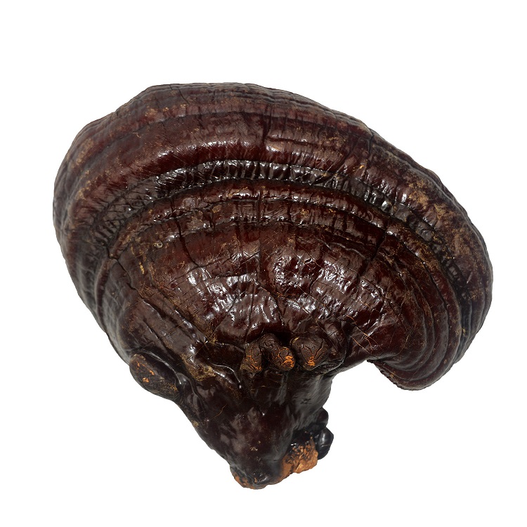 White Mountain Ganoderma lucidum Purple Ganoderma Lucidum Basswood Ganoderma lucidum Northeast specialty Forest wild Zizhi Guohua ginseng industry