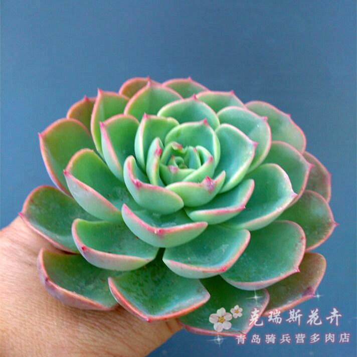 克瑞斯出品多肉植物七福神果冻色玉蝶非七福美妮