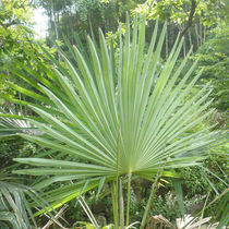 Now Chop Fresh Brown Leaves Straw Rope Palm Leaves Fresh Wrap Zongzi Bundled Rope Zongzi Rope Palm Leaves