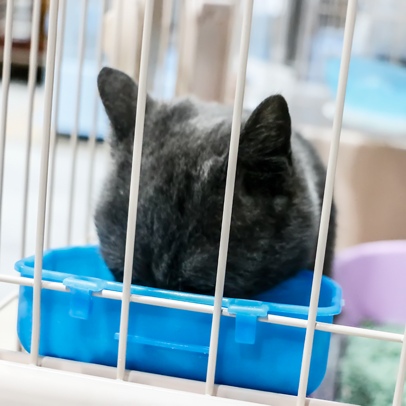 Chuangyi cat hanging bowl air box cat food bowl pet box food box fixed cat cage feeding bowl cage hanging bowl