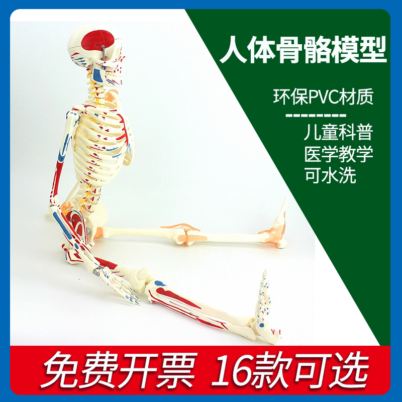 人体骨格模型 脊柱可動型の全身骨格模型 筋肉起始 170cm 等身大 高精度 人体骨格模型 脊柱可動型の全身骨格模型 筋肉起始 170cm 等身大 高精度