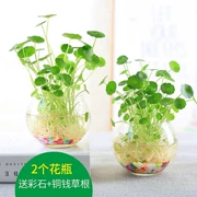 Bình nước trồng cây đặt trên bàn nước xanh, hoa tươi, cây xanh, bể cá xe, hoa khô, hoa nhỏ - Vase / Bồn hoa & Kệ