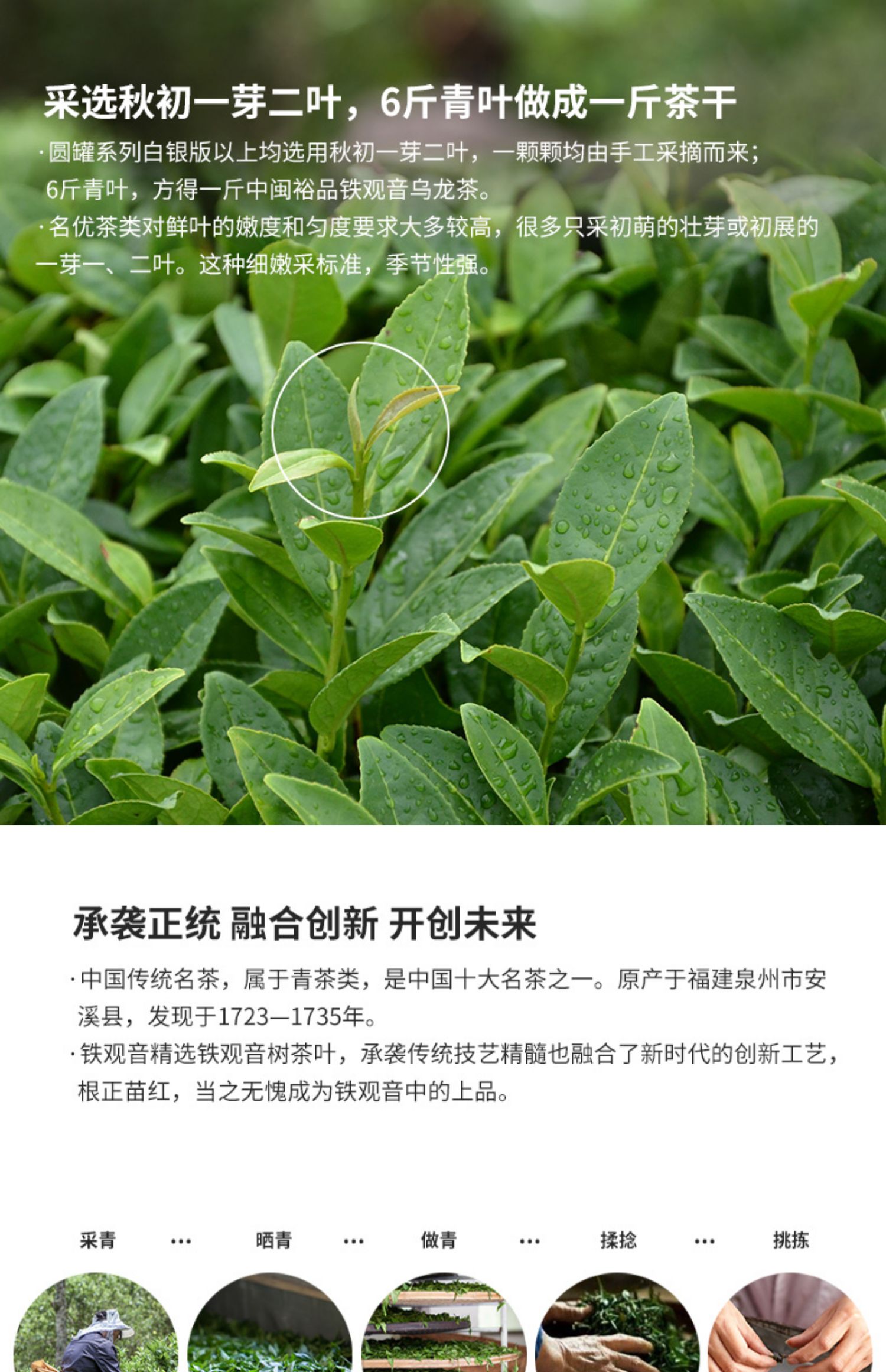 安溪铁观音茶叶浓香型乌龙茶叶礼盒