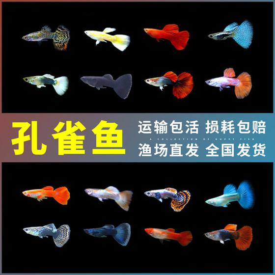 Small tropical traffic light fish guppy freshwater ornamental fish live small fish viviparous fish anchovy fish