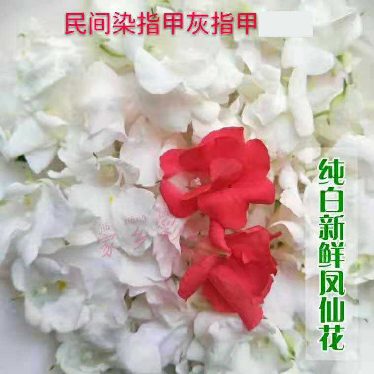 白鳳仙花新鮮染指甲花桃紅色透骨草花純鳳仙花粉植物染髮蔗白髮