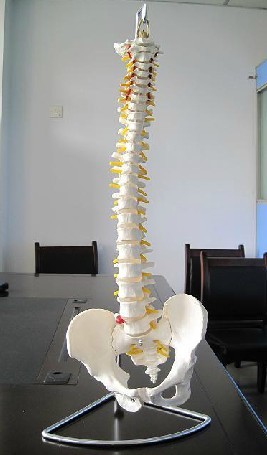 1:1自然大脊椎模型人体脊柱模型脊椎带骨盆模型脊柱模型骨骼模型