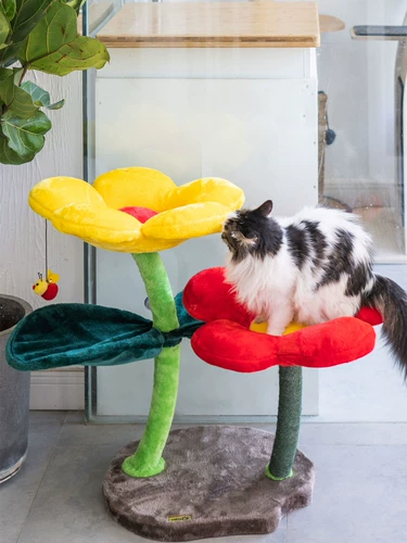 Meizi Cat & Kerry Flower Cat Cating Cat Cat West Cat Tree вместе Douyin То же самая сеть красная кошка скалолаза