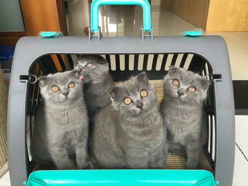 Корзина, чемодан для выхода на улицу, складной рюкзак