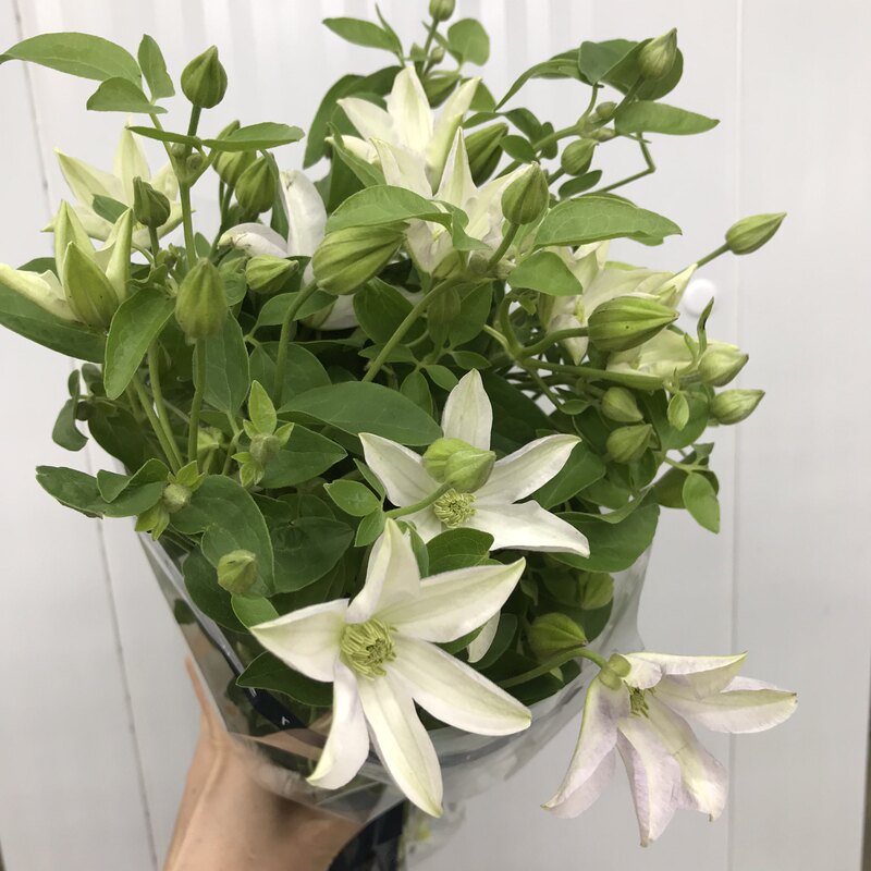 High-Quality Cut Clematis Flowers, Fresh and Plump, Artistic Style, Seasonal Floral Material for Home Vase Arrangements