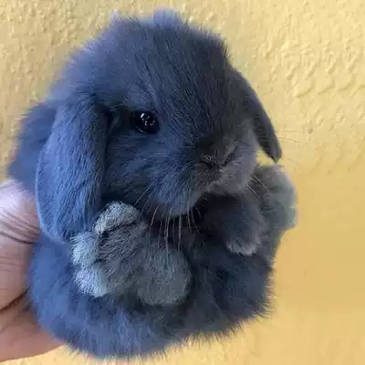 Rabbit live animal pet rabbit live animal lop-eared rabbit live rabbit pet rabbit dwarf rabbit small mini pet not long