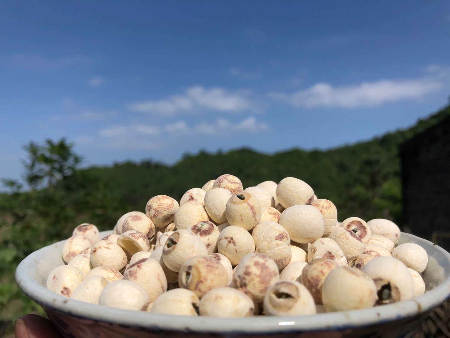 Mr. Fengwu Hunan alpine cold water sun-dried white lotus seeds with core 500g edible
