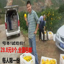 Navel oranges Authentic Jiangxi Gannan navel oranges Fresh fruit sweet oranges Own orchards are now picked and sent 5 pounds 10 pounds