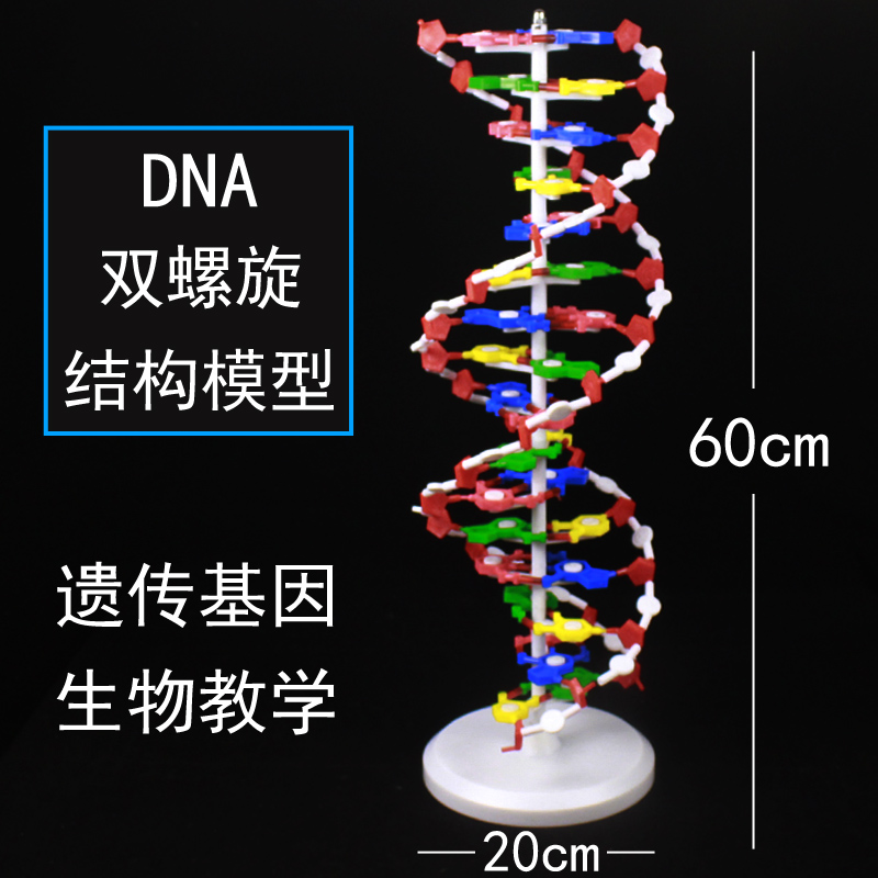 High school DNA double helix structure model Molecular structure model 60cm large base with base for genetic biological science teaching equipment J33306 deoxyribonucleotide chain