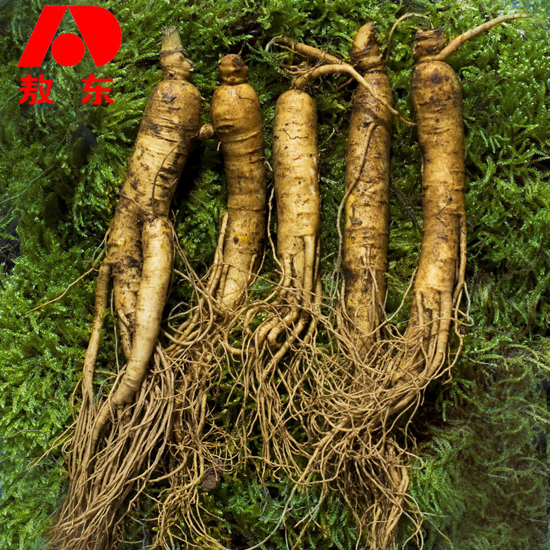 Jilin Aodong Fresh ginseng 250g ½ catty Tohoku Changbai Mountain fresh ginseng Fresh ginseng Ginseng Non wild Mountain Ginseng