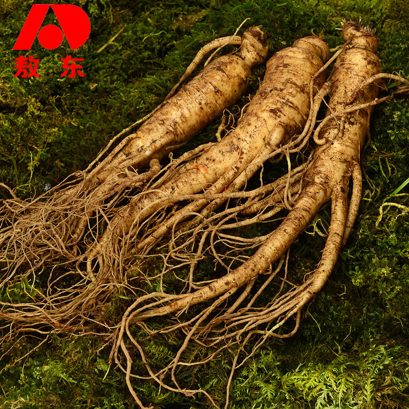(Jilin OdDong_ fresh ginseng 150g) Northeast Changbai Mountain Special Property 5 years of bubble liquor Cooking Soup Ginseng with native ginseng