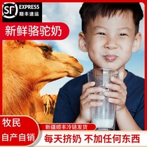 2 pounds of camel milk Xinjiang Kazakh camel fresh milk camel pure milk SF air transport fresh cold chain transportation