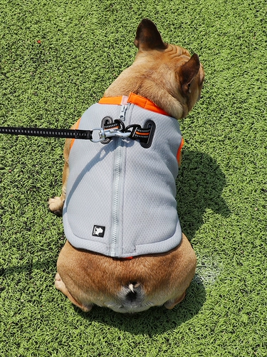 Truelove Summer Liang Liangye сражается с борьбой с баголом Corki Dog Fighting Pett Pet vence Clothing