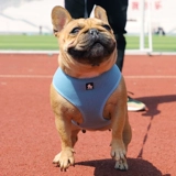 Truelove Мягкий и дышащий спина плюшевая плюшка Corgi Pet Dog Dog Fighting Bound Bess Smart Medium Size Byster