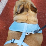 Truelove Мягкий и дышащий спина плюшевая плюшка Corgi Pet Dog Dog Fighting Bound Bess Smart Medium Size Byster