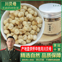 Sichuan Fritillaria 50g grams of sulfur-free Chinese herbal medicine Sichuan Fritillary scallops can be ground into powder to grow non-500 grams of wild special-grade Fritillary scallops.