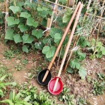 Agricultural vegetable fields are watered and scooped with large dung plastic spoons and scoops with 1 4 meters long handle and fertilized in a greenhouse.