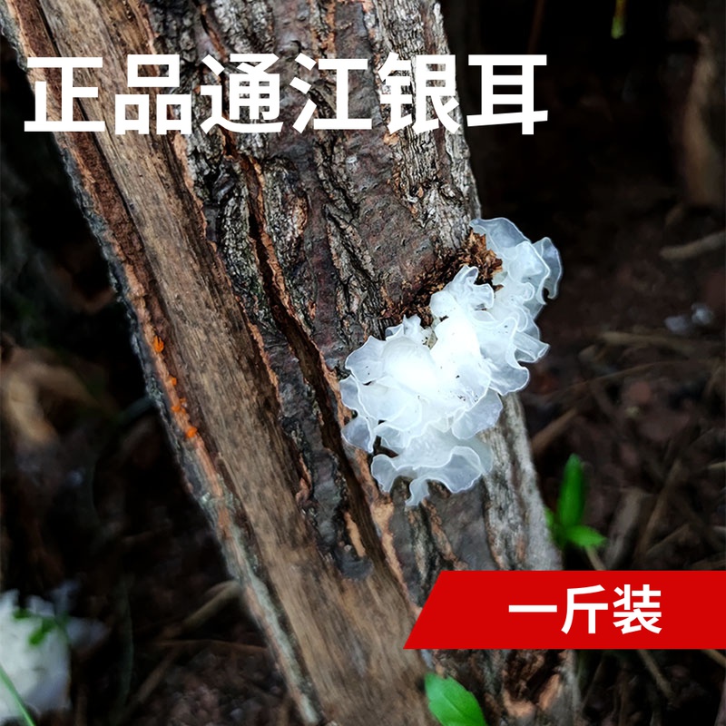 Basswood wild Tongjiang Silver fungus Chenhe Snow fungus dried white fungus pregnant woman fragrant glutinous medium and small flowers 500g