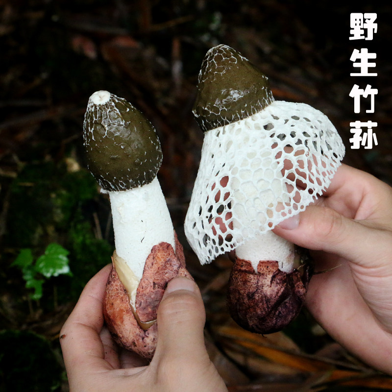 New Goods No Sulphur Tunjiang Wild Short Skirt Bamboo Sheng Bamboo Sheng Snow Skirt Fairy 100g