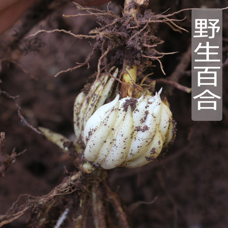 Tongjiang Special Level Wild Lilies without adding farmers own dry goods Sheng Lanzhou 250g