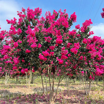 Imported high-quality crape myrtle flower landscape old stump tree cold-resistant long flowering period American red rocket hundred-day red landscape tree