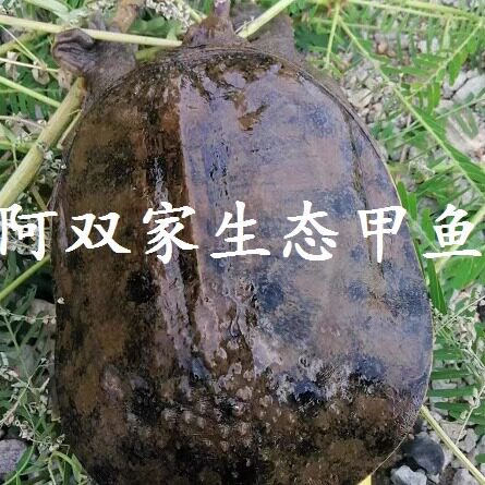 阿双家生态甲鱼