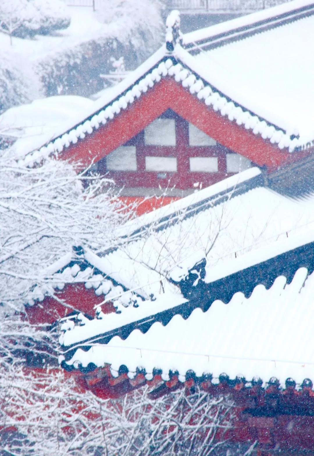 喜提2020第一场雪!雪后的江南美爆了31