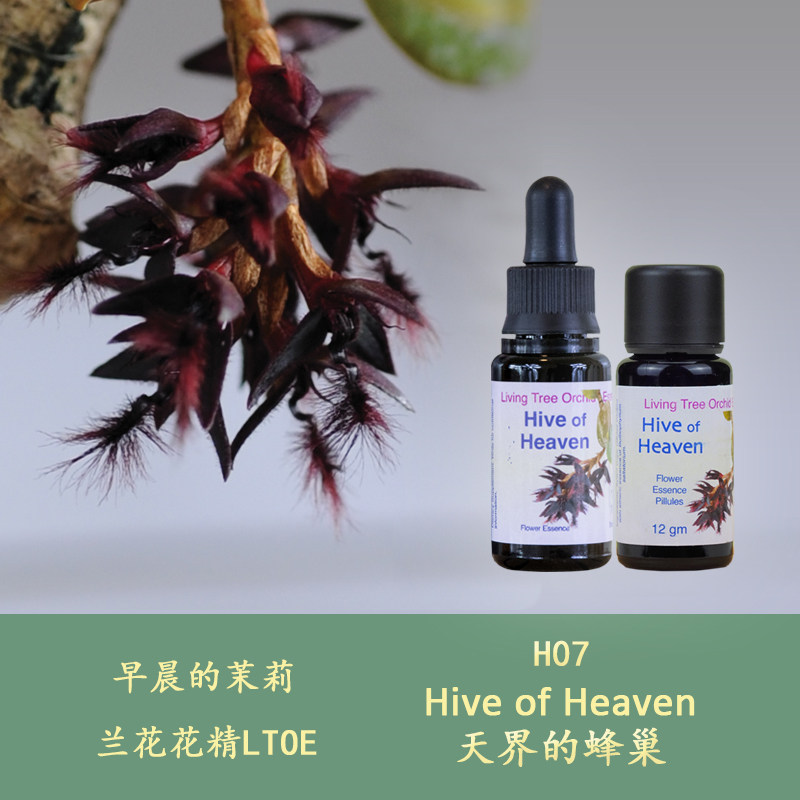 H07 Heaven's Honeycomb Finely unclog the channel of love British LTOE orchid flower essence liquid granules