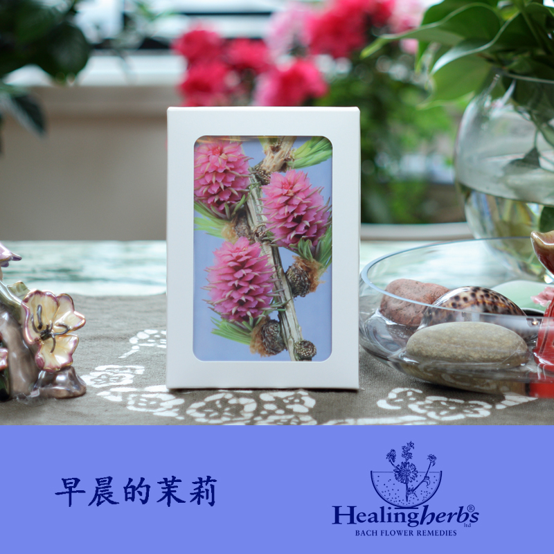 British Beltroflower Seiji Bach bouquet full of flower cards (40 sheets) 