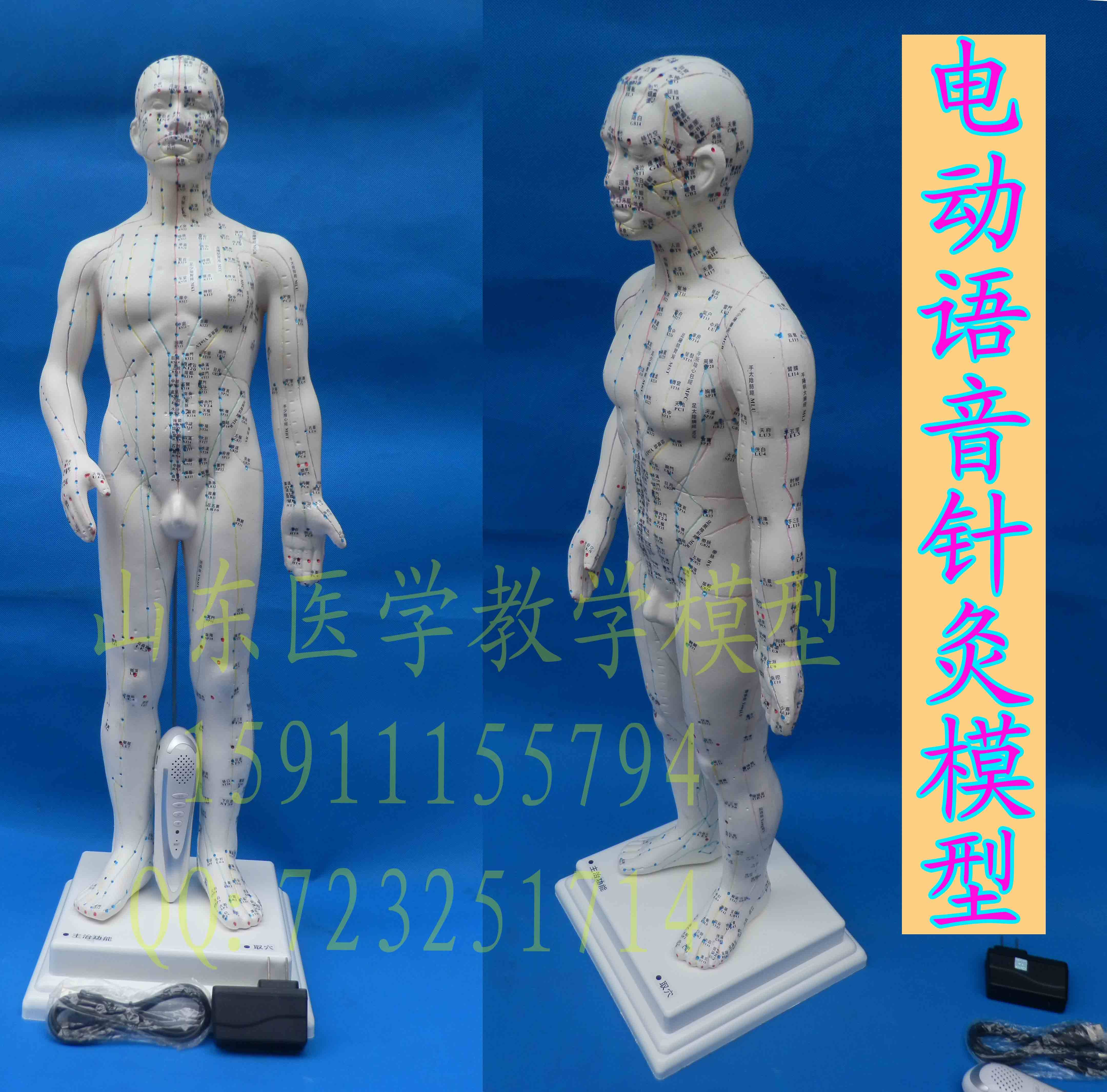高级智能语音点读人体穴位模型正品保证语音点读人体针灸经络模型