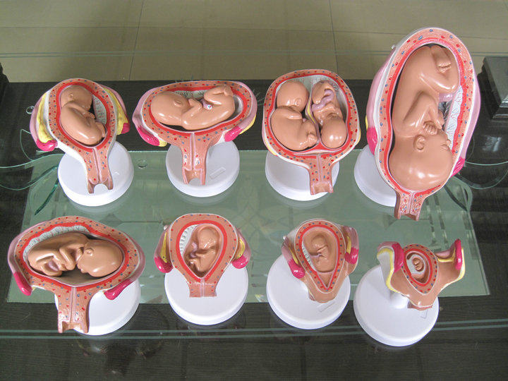 Family Planning Presentation Model Pregnancy Model Gestational Embryo Development Model Fetal Development Model